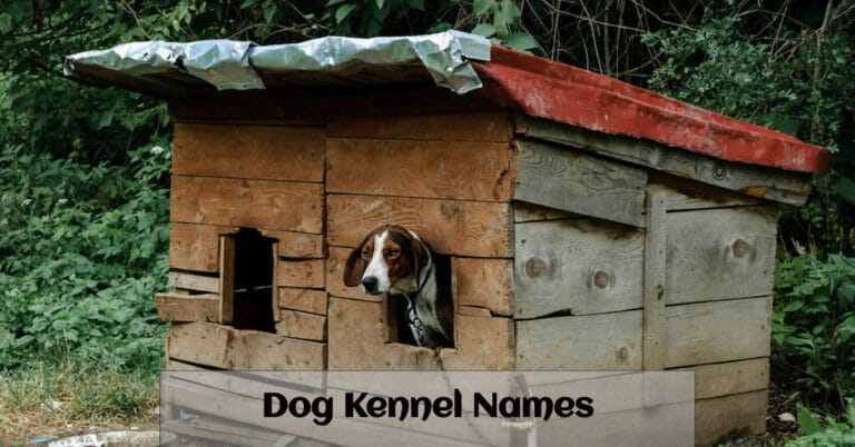 Dog Kennel Names