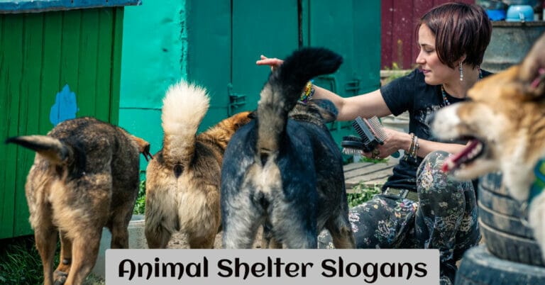 Animal Shelter Slogans