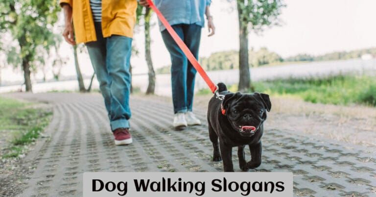 Dog Walking Slogans