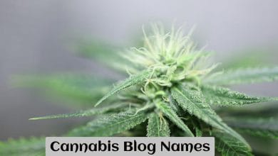 Cannabis Blog Names