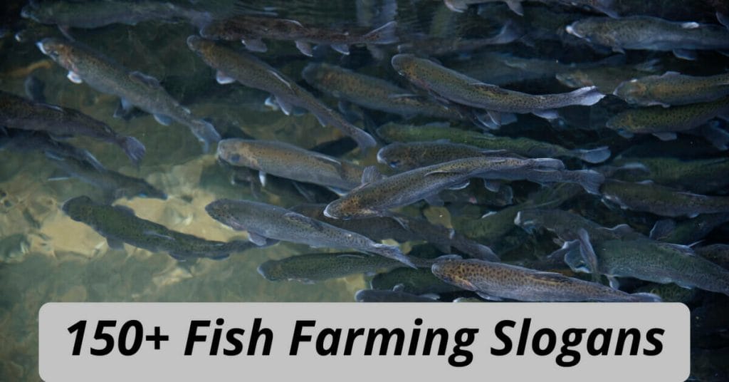 Fish Farming Slogans
