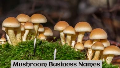 Mushroom Business Names