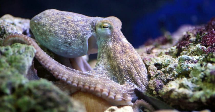 Octopus Names Ideas
