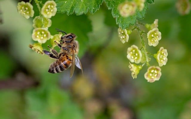 Bee Business Names