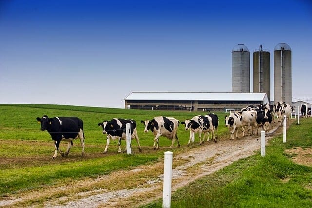 Dairy Farm Names