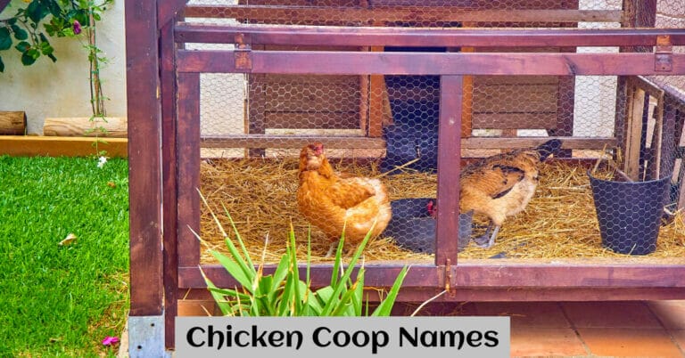 Chicken Coop Names