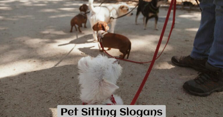 Pet Sitting Slogans