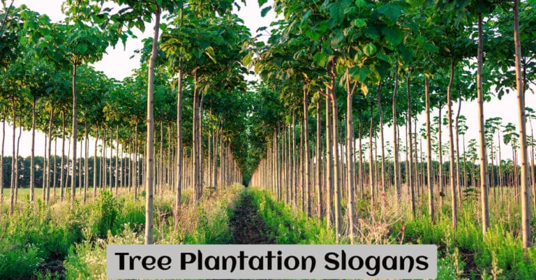 Tree Plantation Slogans