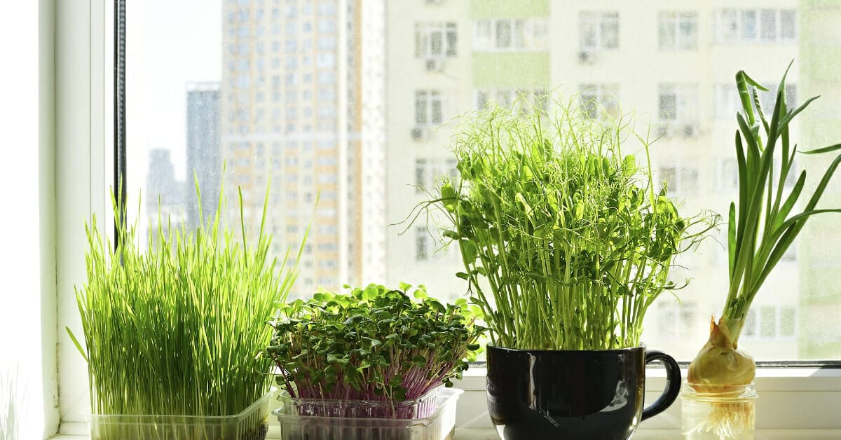 Cool Microgreen Business Names