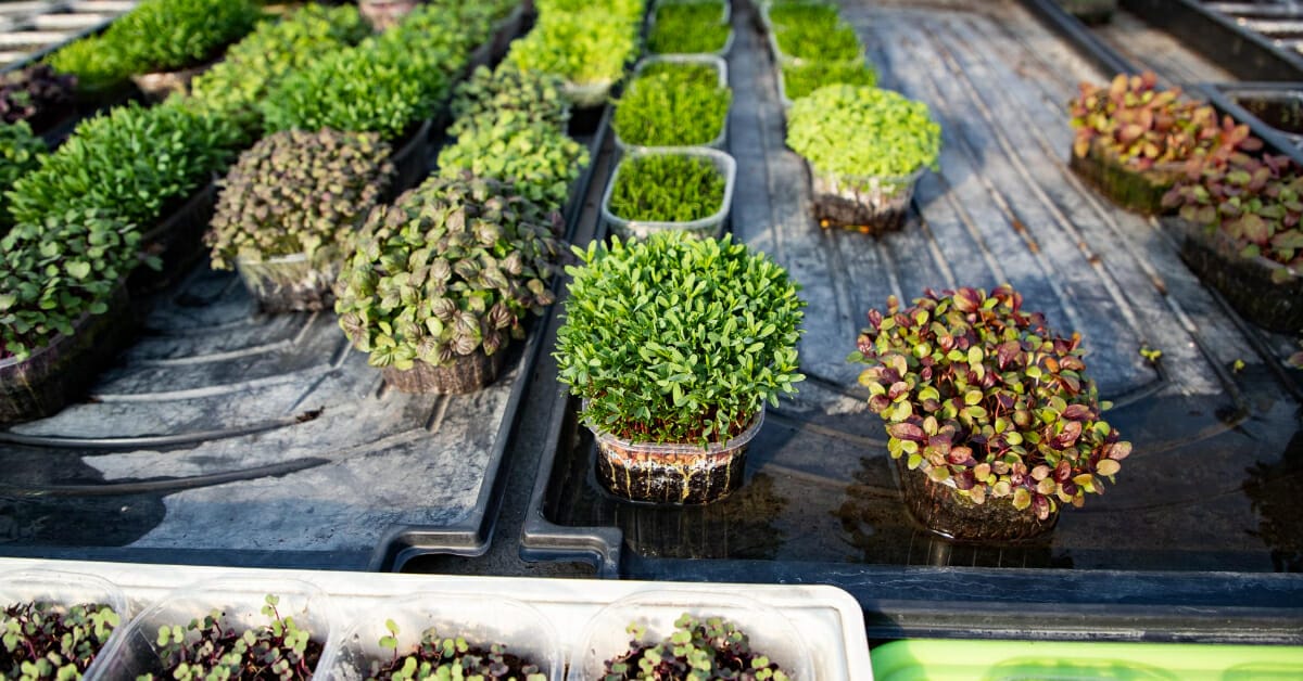 Creative Microgreen Company Names