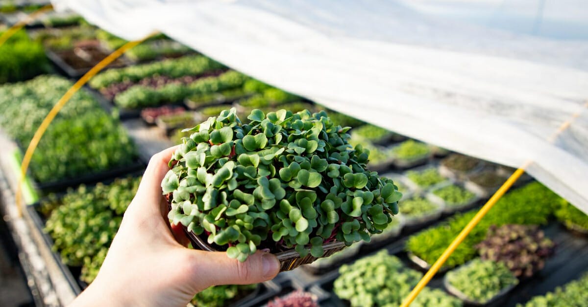 Good Microgreen Business Names