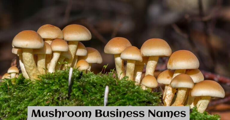 Mushroom Business Names