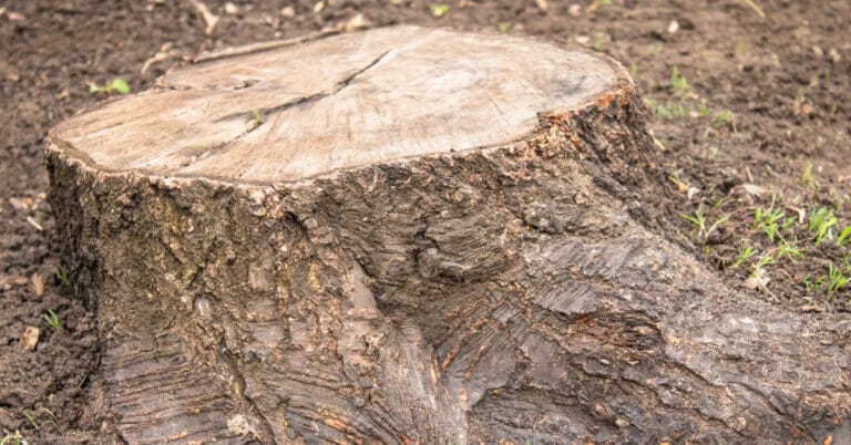 Stump Grinding Business Names