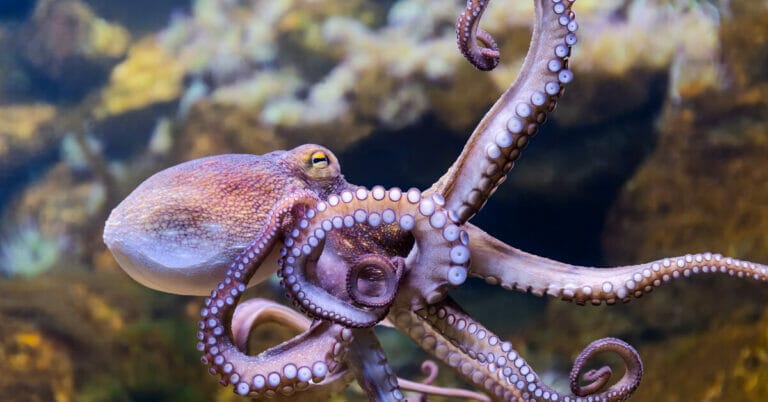 Octopus Names