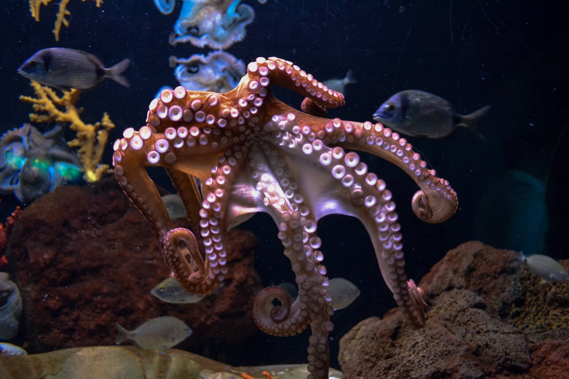 Octopus Names